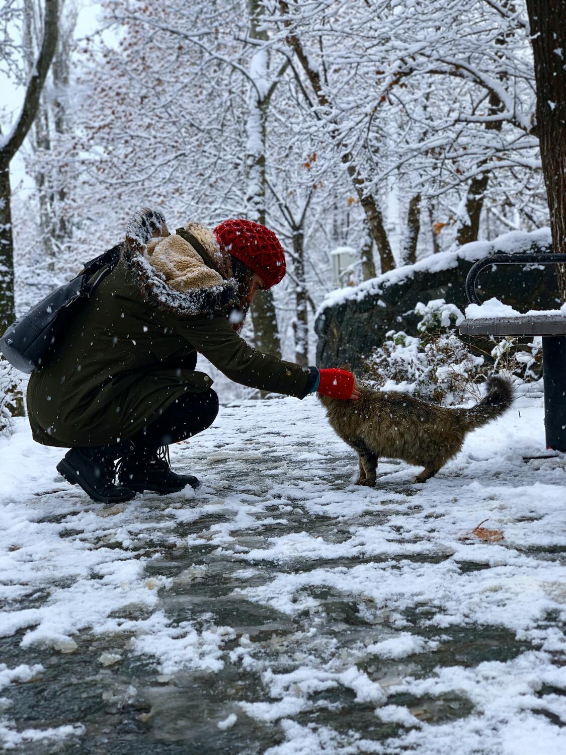 Прогревание полынными сигарами Моксы для лошадей