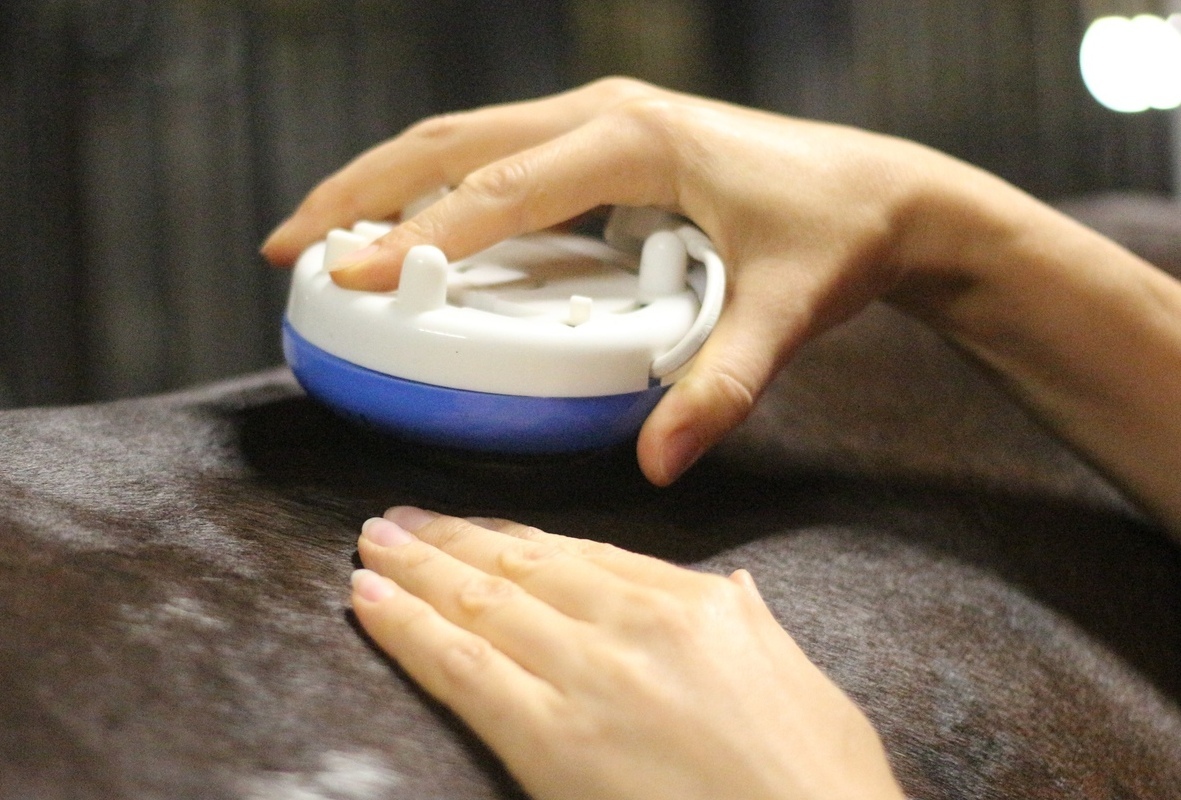 ATCVM физиотерапия терапия для лошади реабилитация лошадей ATCVM