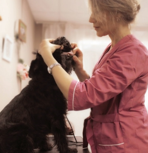 диагностика по языку atcvm ветврач Светлана Васина